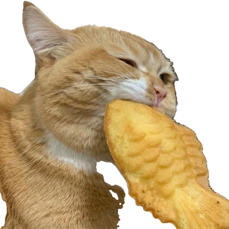 Chippy, an orange tabby cat, biting into a fish-shaped biscuit with half-closed eyes